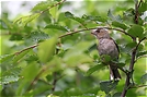 ND: Buchfink (Fringilla coelebs)