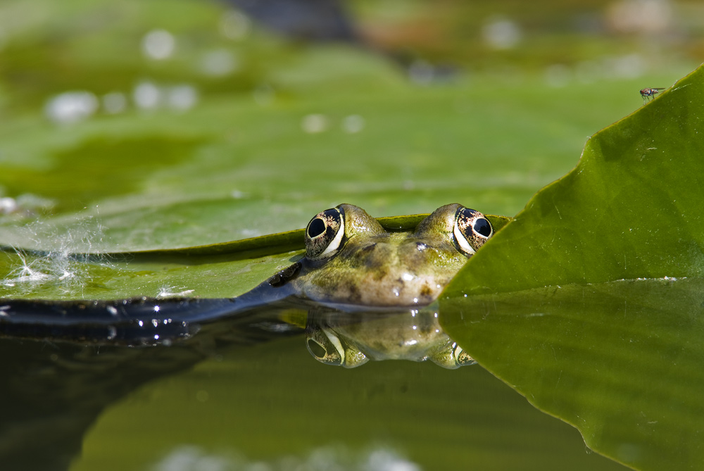 Wasserfrosch (Rana esculenta)