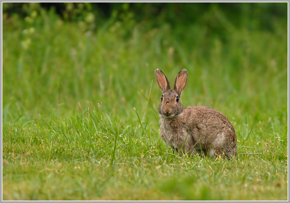 Wildkaninchen (Oryctolagus cuniculus)
