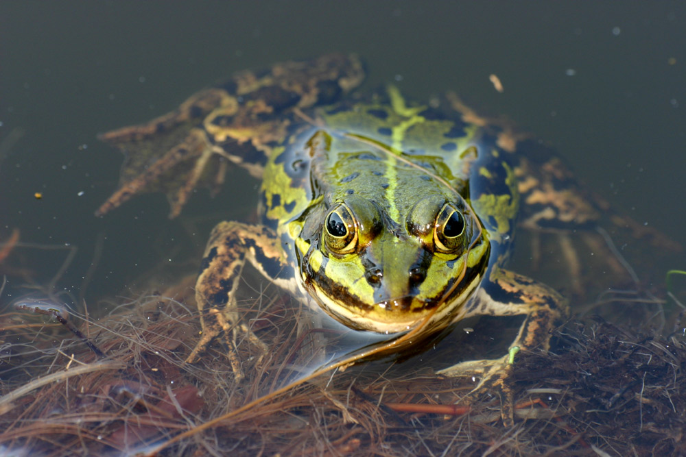 Teichfrosch