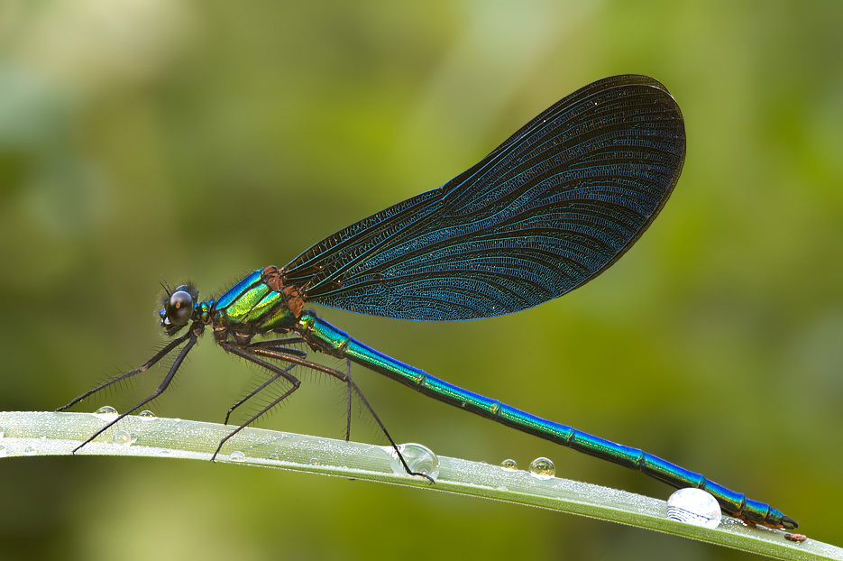 Blauflügel Prachtlibelle