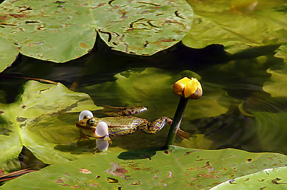Wasserfrosch ND