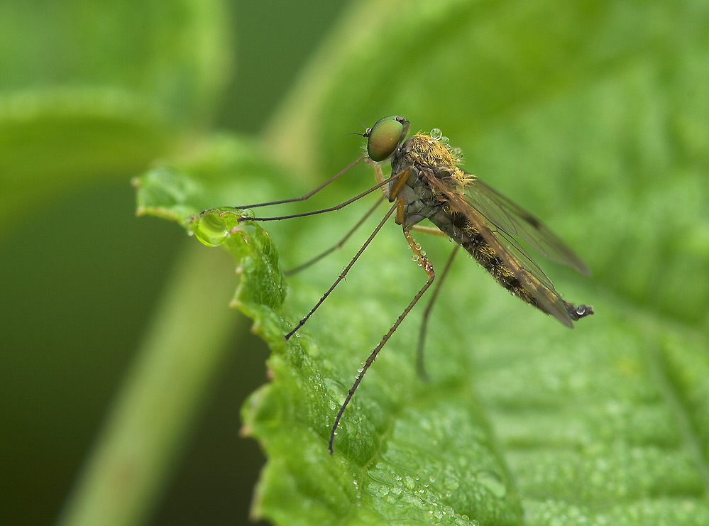 NS: pelzige Fliege