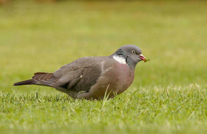 ND EBV Ringeltaube ( Columba palumbus )