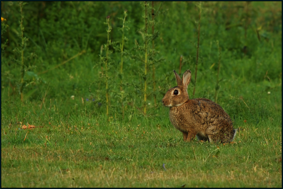 Wildkaninchen {Oryctolagus cuniculus}