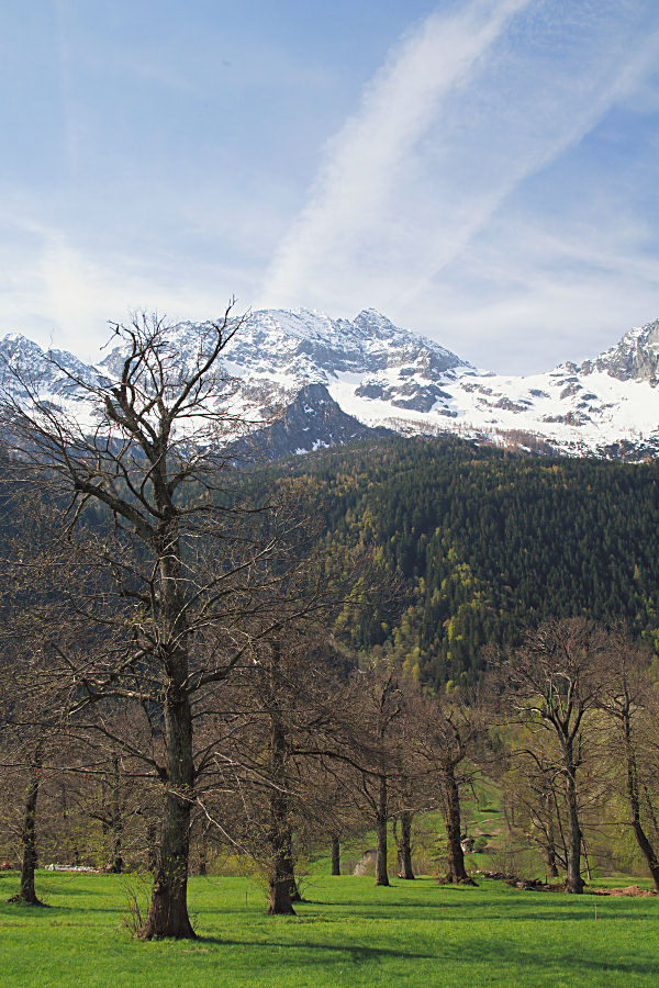 Kastanienhain im Bergell