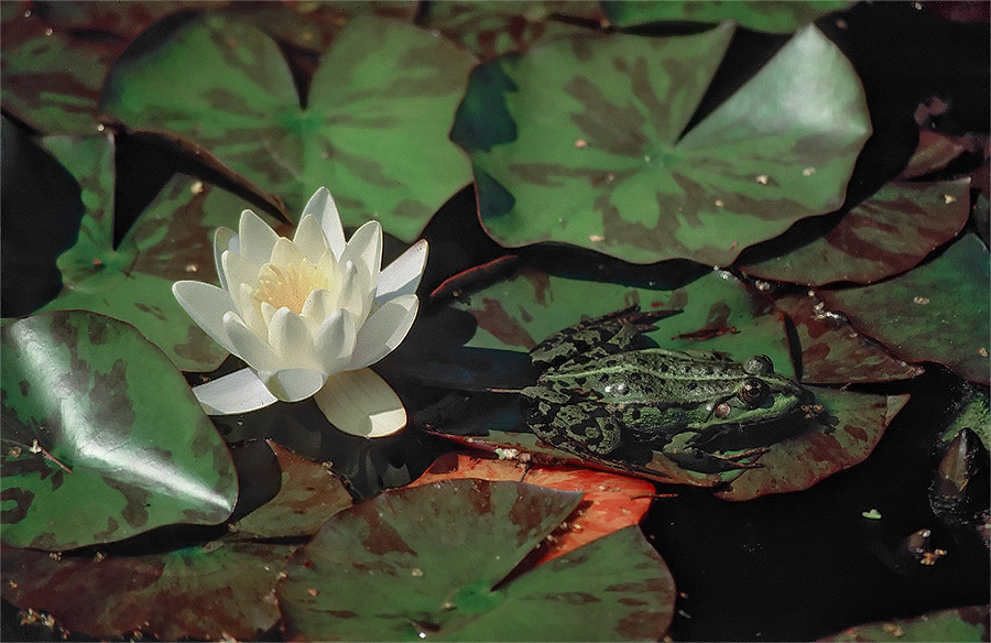 Teichfrosch mit Seerose - ND
