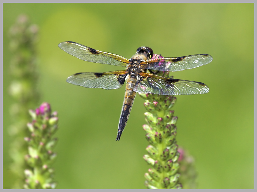 Libelle ND