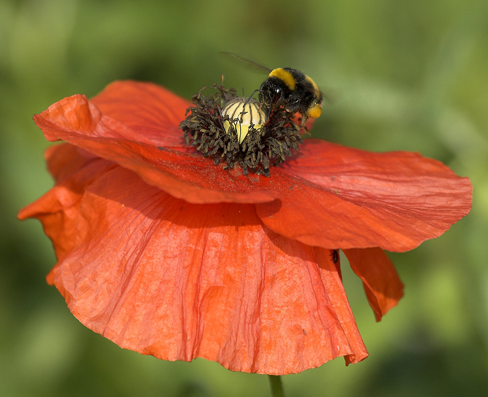 Hummel an Mohnblüte ND