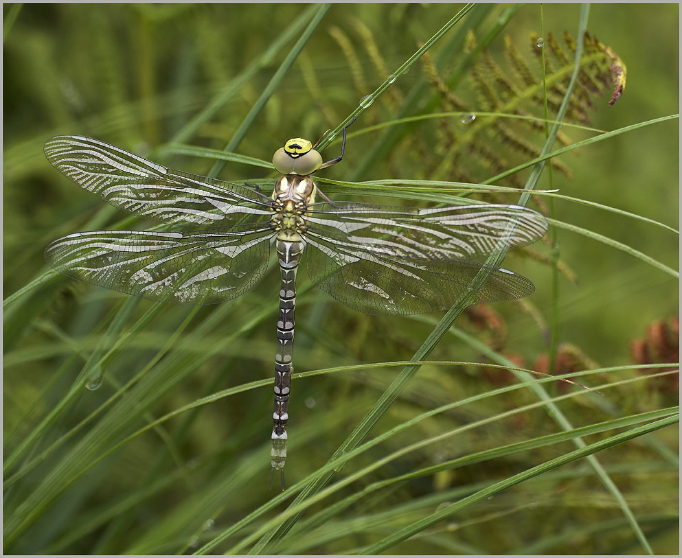 Frisch geschlüpfte Libelle ND