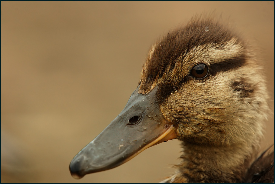 Stockente (Anas platyrhynchos)