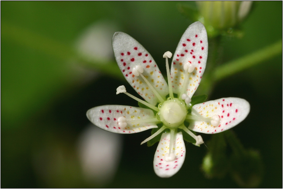 Saxifraga rotundifolia, ND