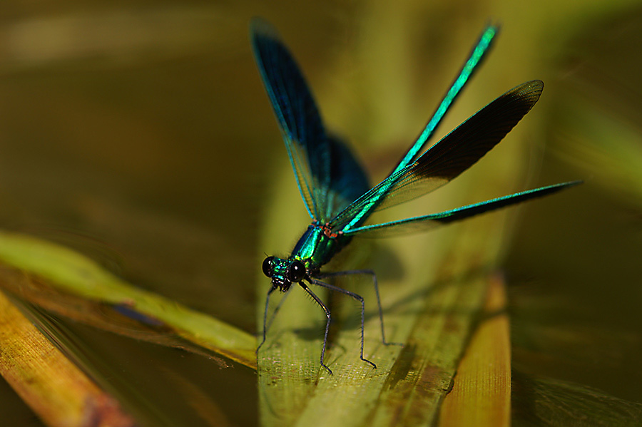 Die Gebänderte Prachtlibelle (Calopteryx splendens) ...