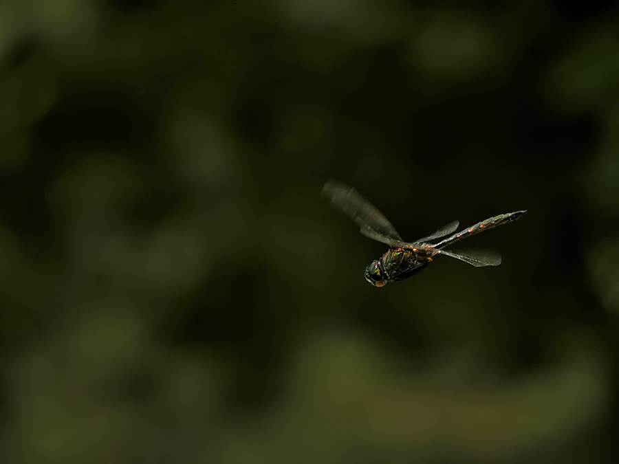 Gefleckte Smaragdlibelle - ND