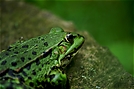 Teichfrosch