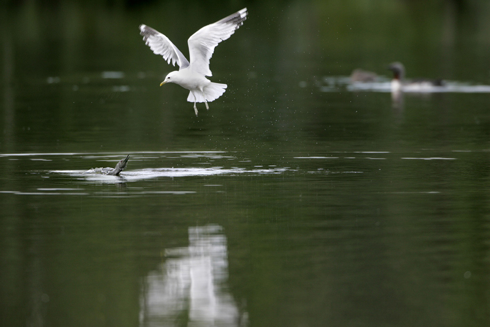 Sterntaucher greift Sturmmöwe an