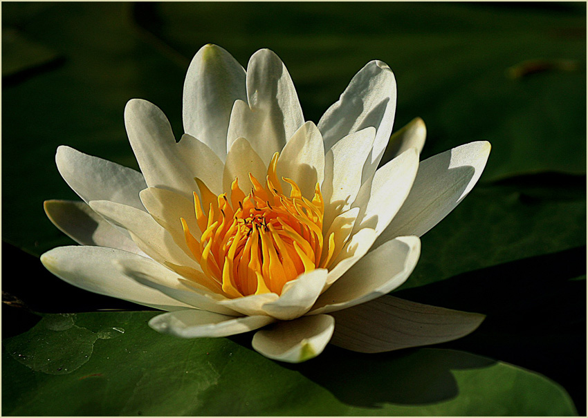 Seerose im Abendlicht
