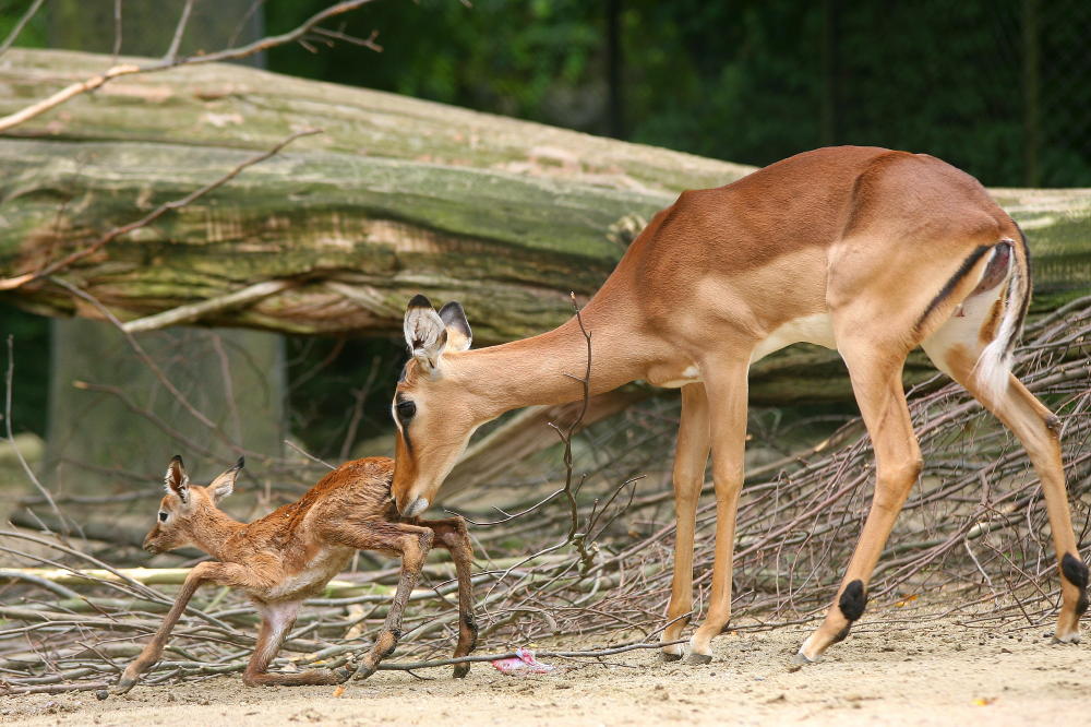 Aepyceros melampus ZO