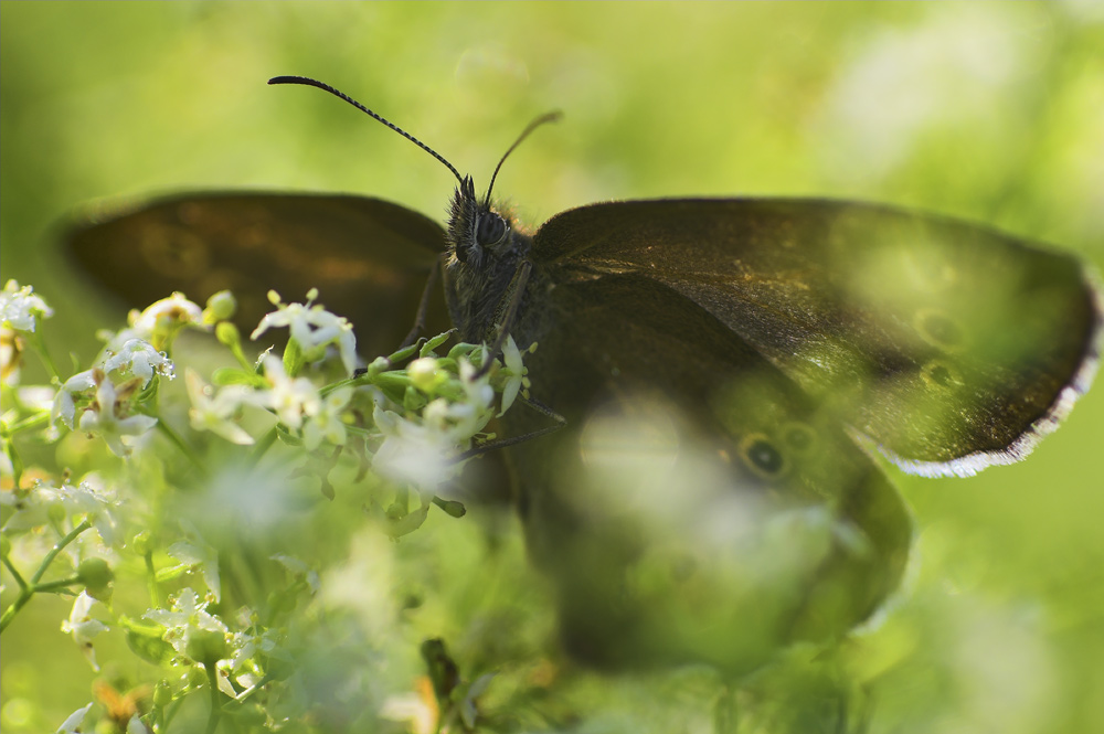 Waldbrettspiel (Waldbrettspiel · Pararge aegeria ssp. tircis)ND