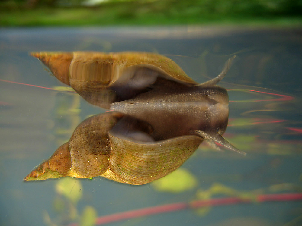 Spitzhornschnecke (Lymnaea stagnalis)