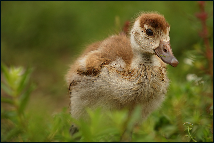 Nilgans (Alopochen aegyptiacus)