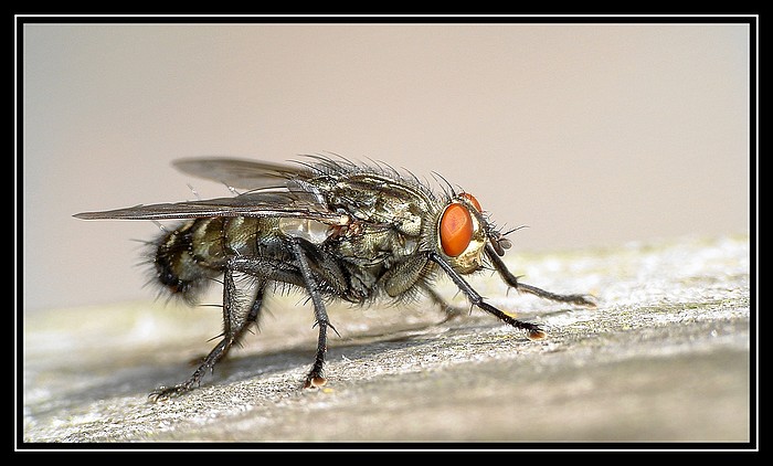 Fliege