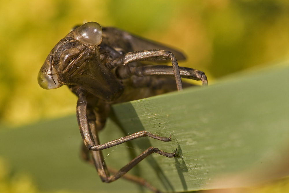 Cokoon einer Libelle