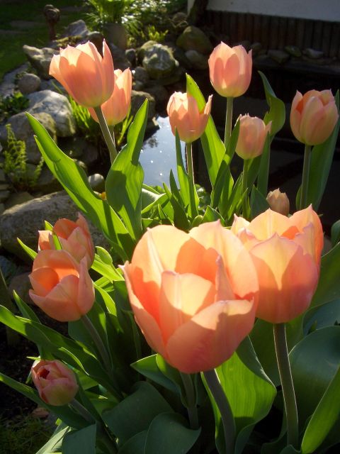 ND TULPEN
