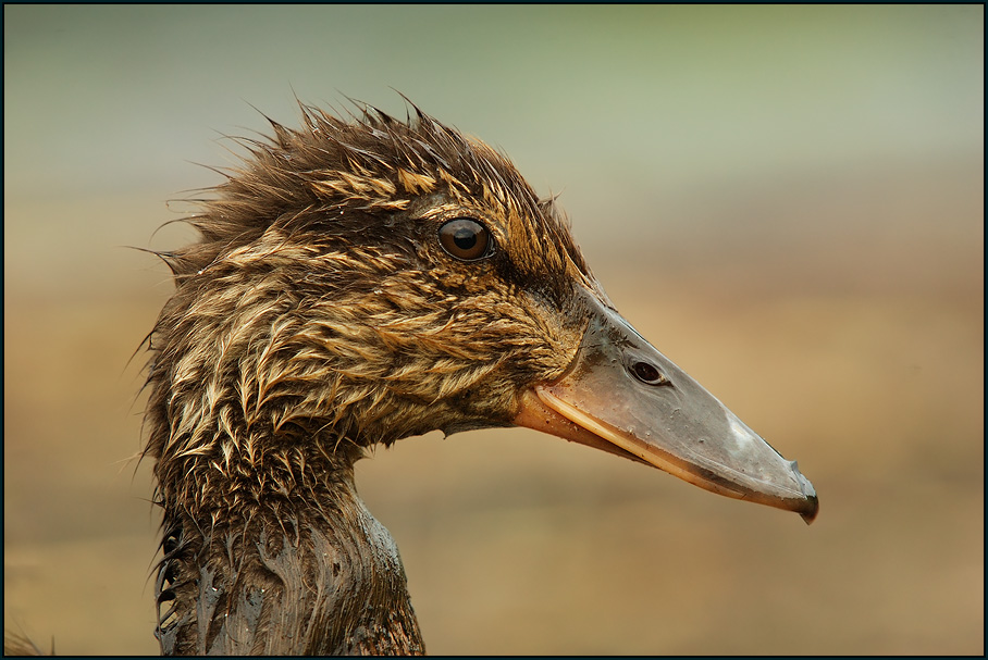 Stockente (Anas platyrhynchos) Jungtier