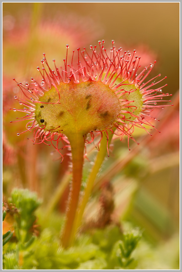 Rundblättriger Sonnentau (Drosera rotundifolia)