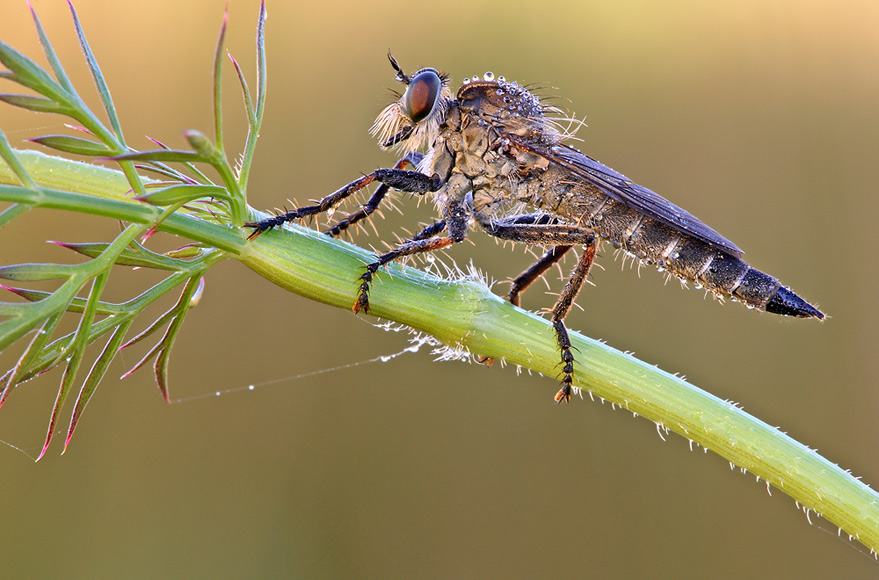 ND Raubfliege (Machimus arthriticus)