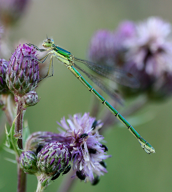 Gemeine Binsenjungfer (Lestes sponsa) ND