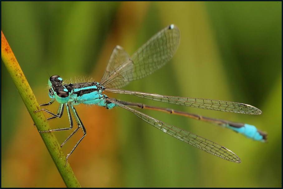 Pechlibelle (Ischnura elegans)