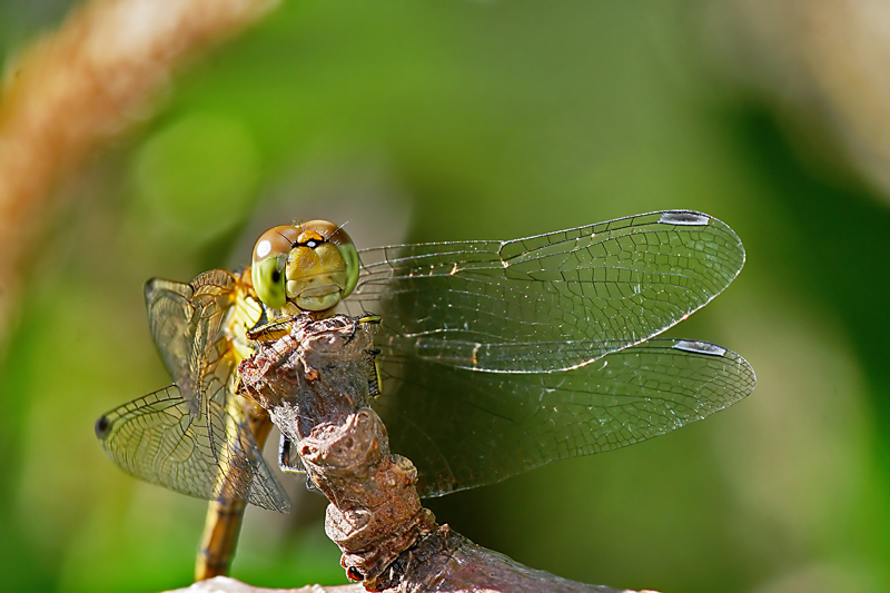 Libelle [ND]