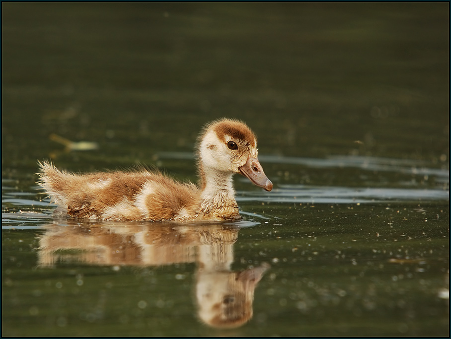 Nilgans (Alopochen aegyptiacus)