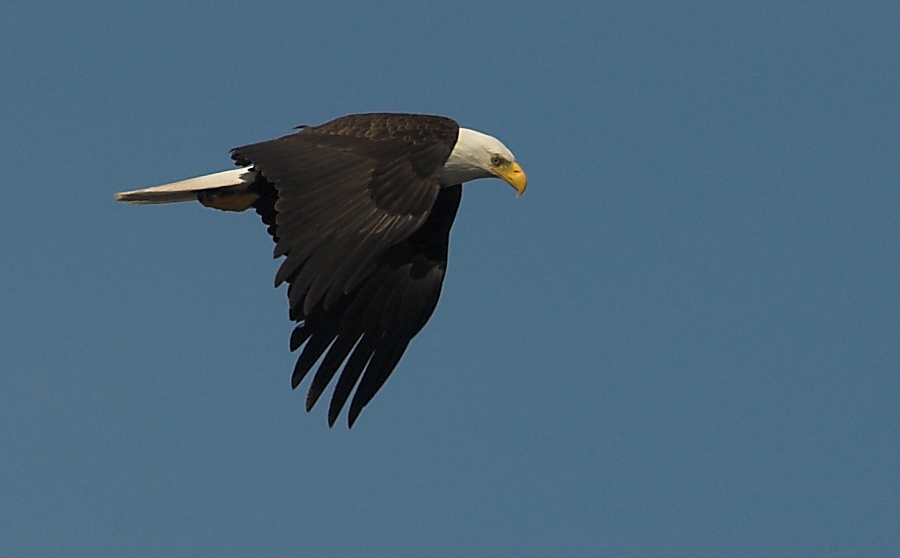 Weißkopfseeadler ND