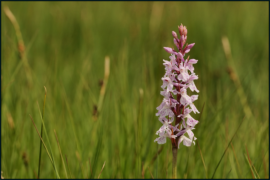 Geflecktes Knabenkraut (Dactylorhiza maculata agg)