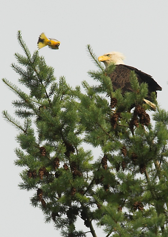 Weißkopfseeadler und Bullock