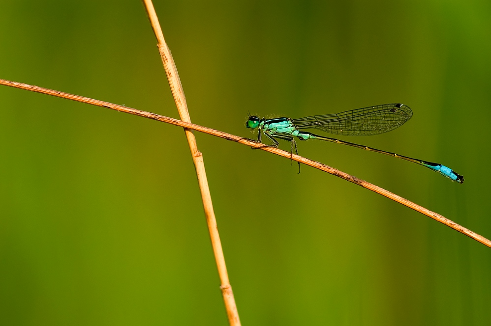 Grosse Pechlibelle (ischnura elegans) ND