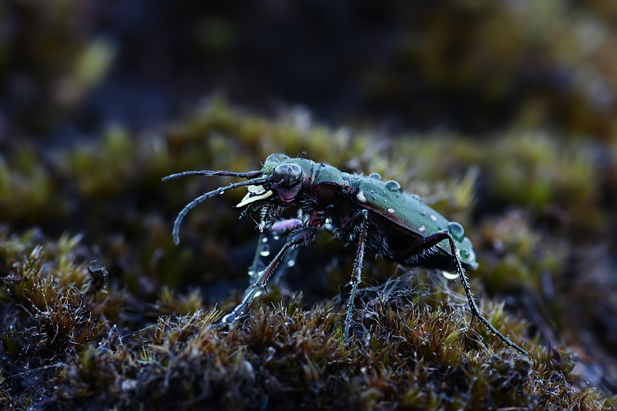 Feld-Sandlaufkäfer (Cicindela campestris) ND