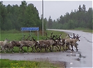 ND / Rentiere auf dem Weg zum Frühstück