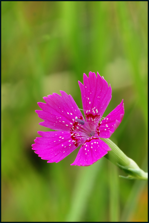 Heidenelke (Dianthus deltoides)