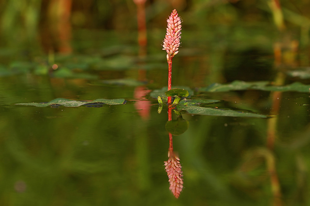 Den Wasserknöterich (Polygonum amphibium) ...