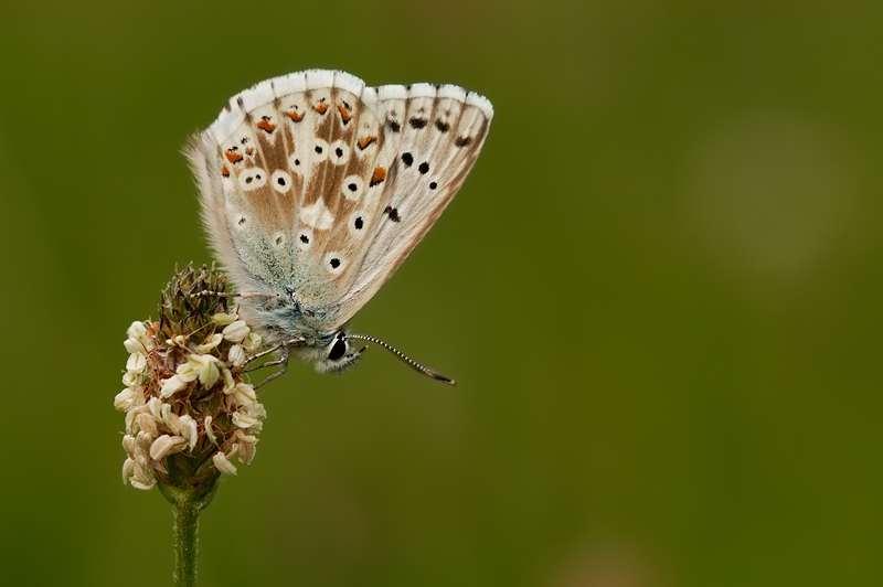 polyommatus coridon [ND]