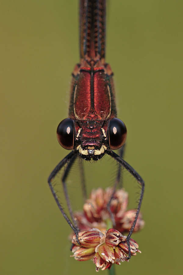 Bronzene Prachtlibelle