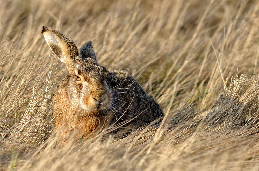 Osterhase ?