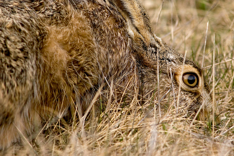 The eye of a rabbit