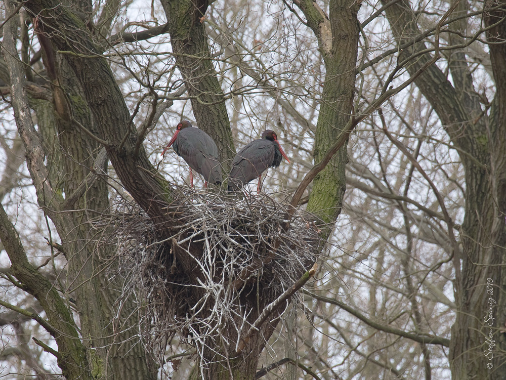 "psssst" , sie sind wieder da ...