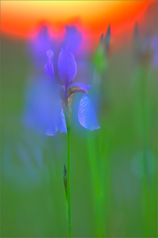 Iriswiese im Abendlicht