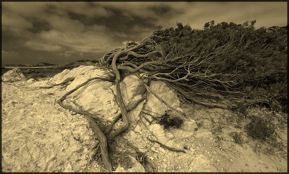 Sardegna